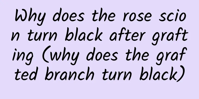 Why does the rose scion turn black after grafting (why does the grafted branch turn black)
