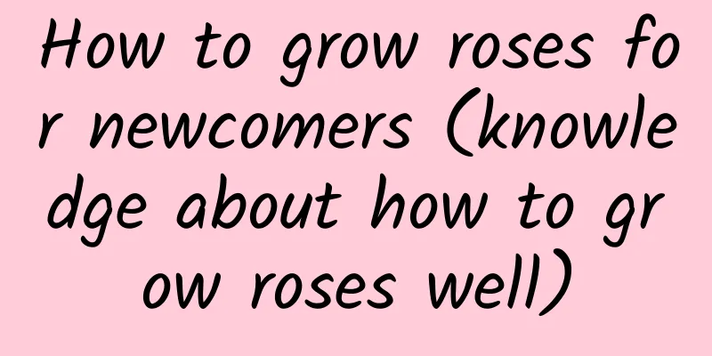 How to grow roses for newcomers (knowledge about how to grow roses well)