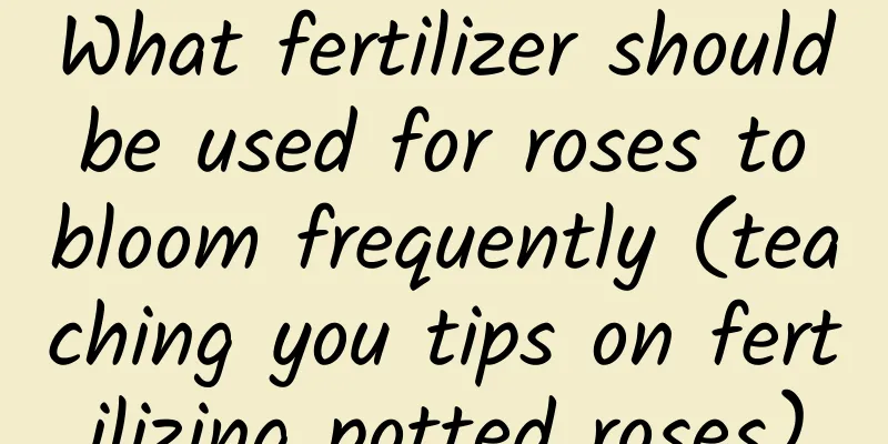 What fertilizer should be used for roses to bloom frequently (teaching you tips on fertilizing potted roses)