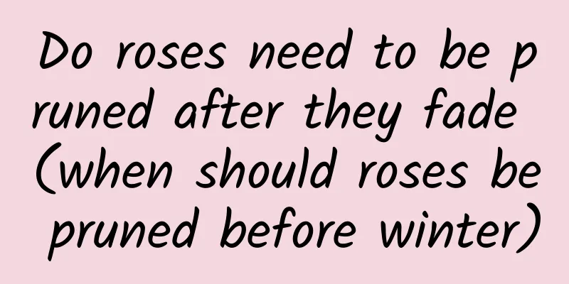 Do roses need to be pruned after they fade (when should roses be pruned before winter)