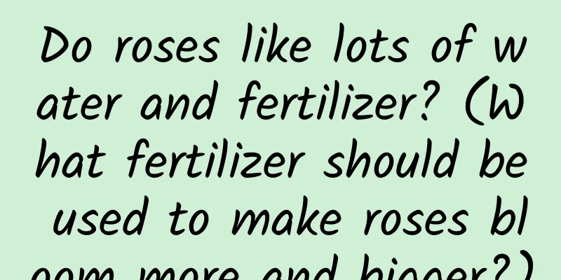 Do roses like lots of water and fertilizer? (What fertilizer should be used to make roses bloom more and bigger?)