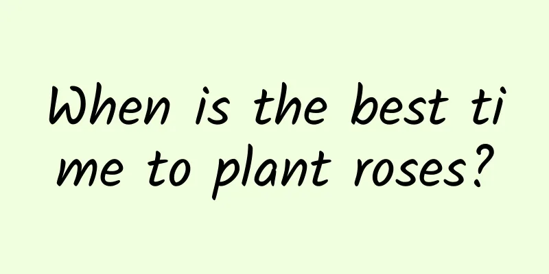 When is the best time to plant roses?