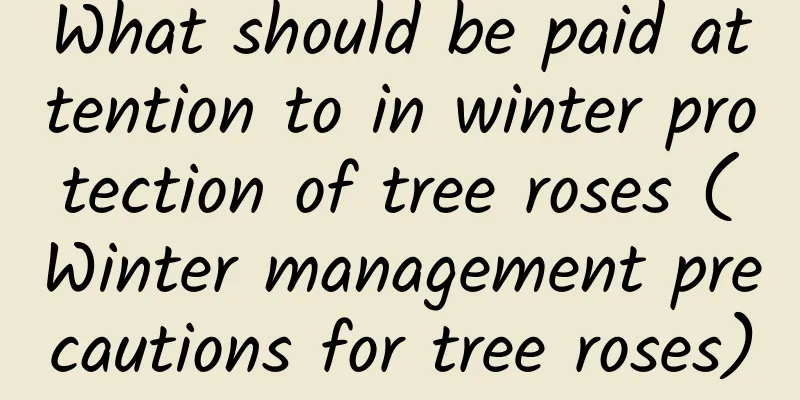 What should be paid attention to in winter protection of tree roses (Winter management precautions for tree roses)