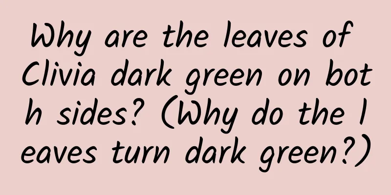 Why are the leaves of Clivia dark green on both sides? (Why do the leaves turn dark green?)