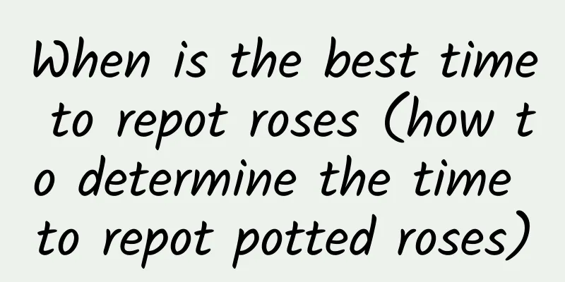 When is the best time to repot roses (how to determine the time to repot potted roses)