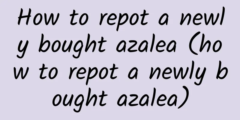 How to repot a newly bought azalea (how to repot a newly bought azalea)