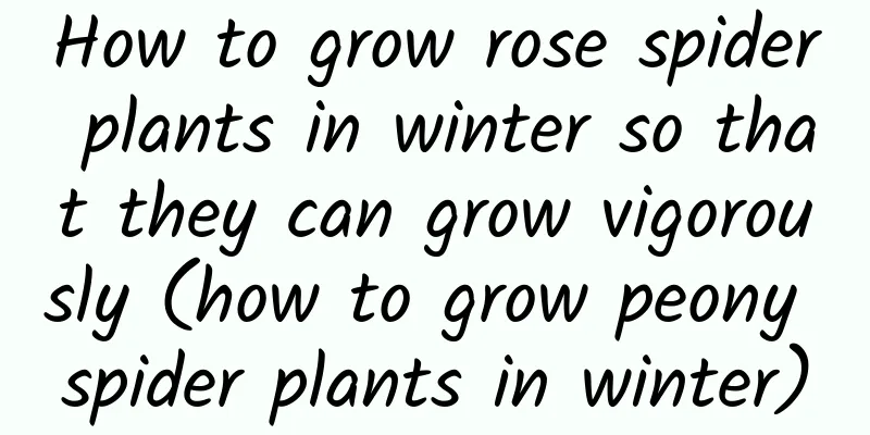 How to grow rose spider plants in winter so that they can grow vigorously (how to grow peony spider plants in winter)