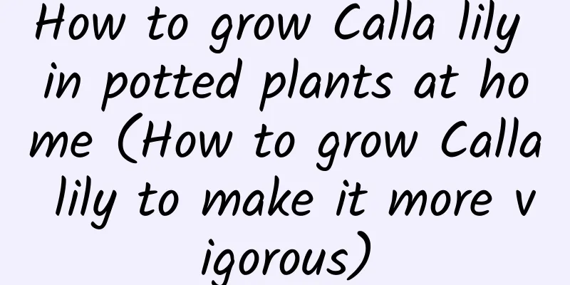 How to grow Calla lily in potted plants at home (How to grow Calla lily to make it more vigorous)