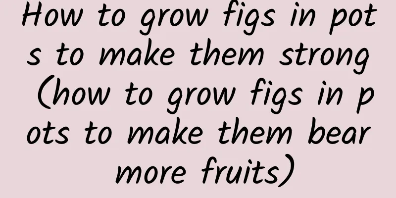 How to grow figs in pots to make them strong (how to grow figs in pots to make them bear more fruits)