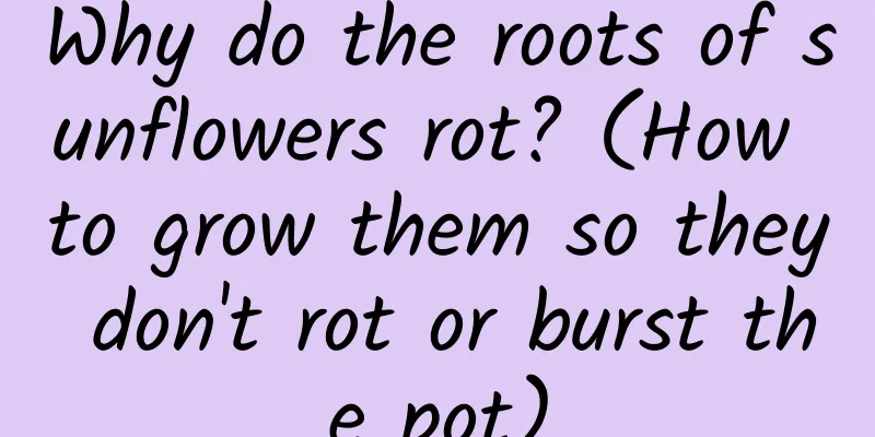 Why do the roots of sunflowers rot? (How to grow them so they don't rot or burst the pot)