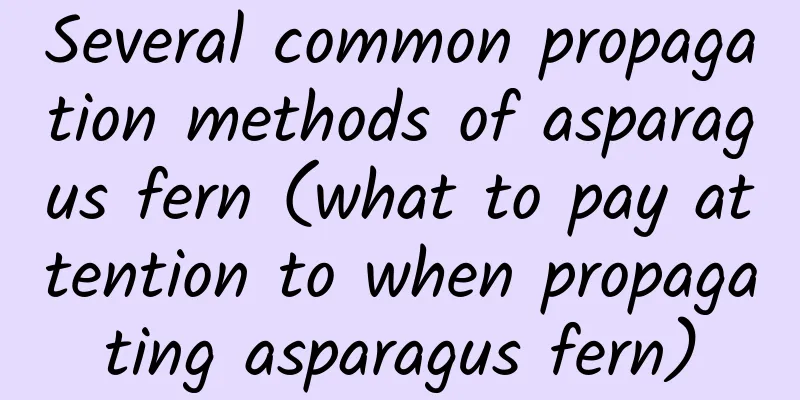 Several common propagation methods of asparagus fern (what to pay attention to when propagating asparagus fern)