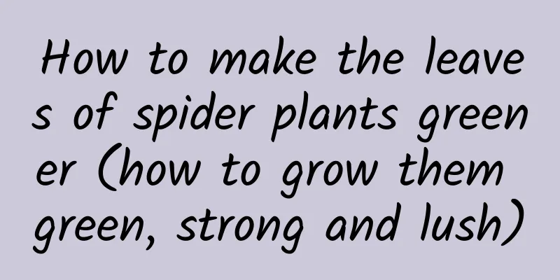 How to make the leaves of spider plants greener (how to grow them green, strong and lush)