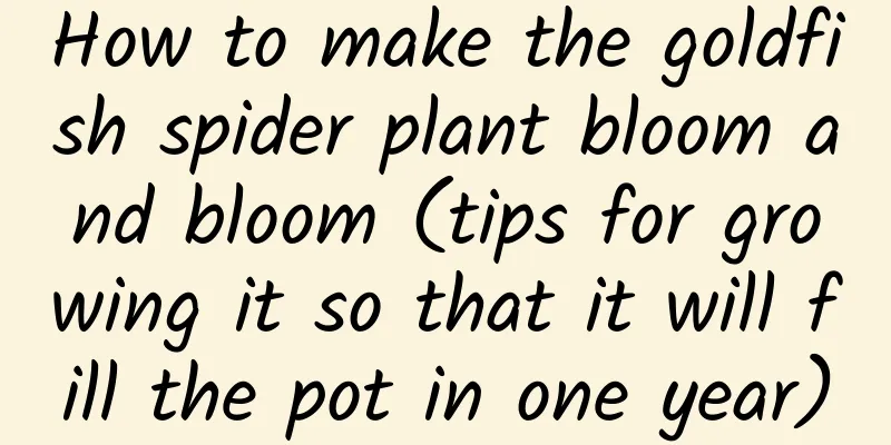 How to make the goldfish spider plant bloom and bloom (tips for growing it so that it will fill the pot in one year)