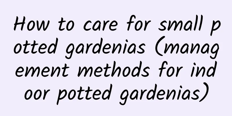 How to care for small potted gardenias (management methods for indoor potted gardenias)
