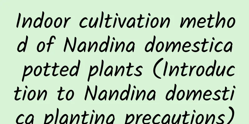 Indoor cultivation method of Nandina domestica potted plants (Introduction to Nandina domestica planting precautions)