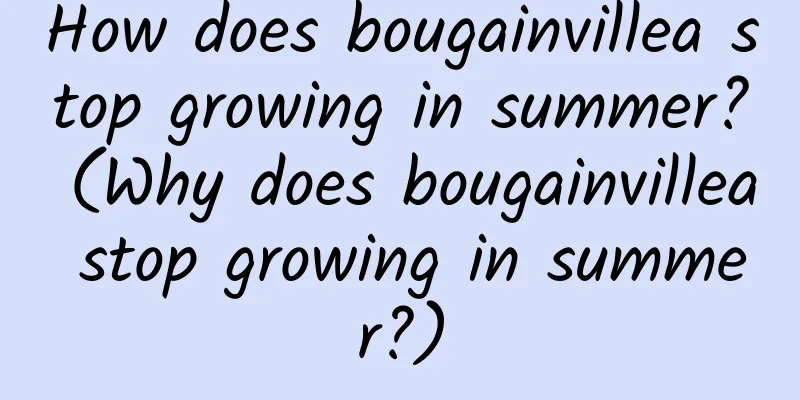 How does bougainvillea stop growing in summer? (Why does bougainvillea stop growing in summer?)