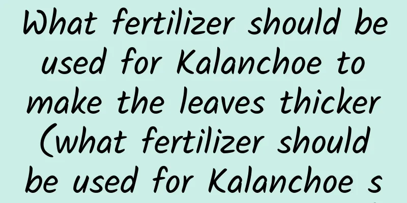 What fertilizer should be used for Kalanchoe to make the leaves thicker (what fertilizer should be used for Kalanchoe seedlings to grow faster)