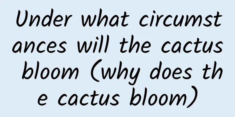Under what circumstances will the cactus bloom (why does the cactus bloom)