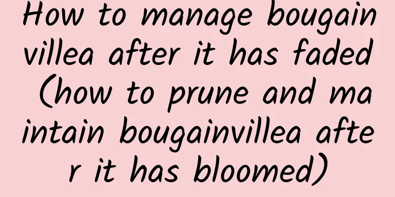 How to manage bougainvillea after it has faded (how to prune and maintain bougainvillea after it has bloomed)
