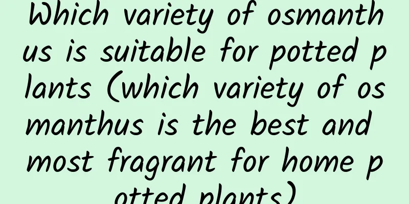 Which variety of osmanthus is suitable for potted plants (which variety of osmanthus is the best and most fragrant for home potted plants)