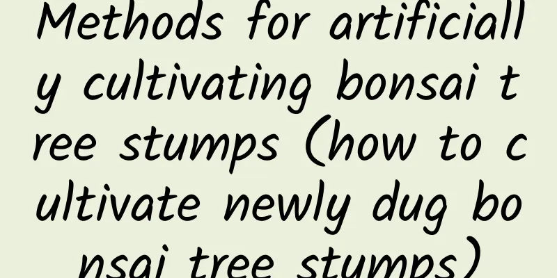 Methods for artificially cultivating bonsai tree stumps (how to cultivate newly dug bonsai tree stumps)