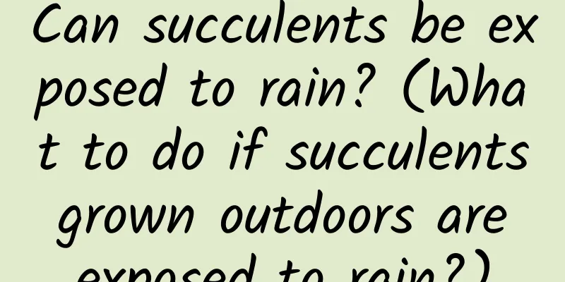 Can succulents be exposed to rain? (What to do if succulents grown outdoors are exposed to rain?)