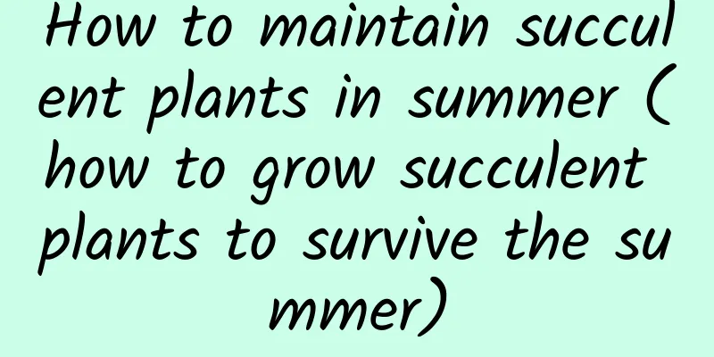 How to maintain succulent plants in summer (how to grow succulent plants to survive the summer)