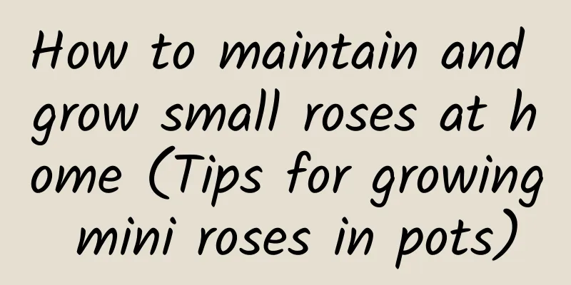 How to maintain and grow small roses at home (Tips for growing mini roses in pots)