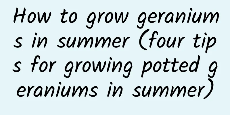 How to grow geraniums in summer (four tips for growing potted geraniums in summer)