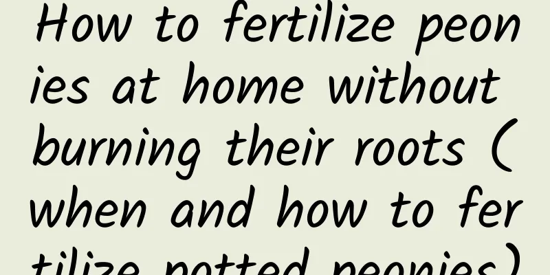 How to fertilize peonies at home without burning their roots (when and how to fertilize potted peonies)