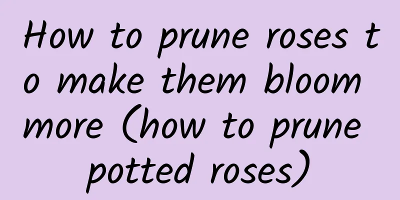 How to prune roses to make them bloom more (how to prune potted roses)
