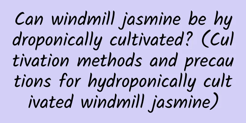 Can windmill jasmine be hydroponically cultivated? (Cultivation methods and precautions for hydroponically cultivated windmill jasmine)