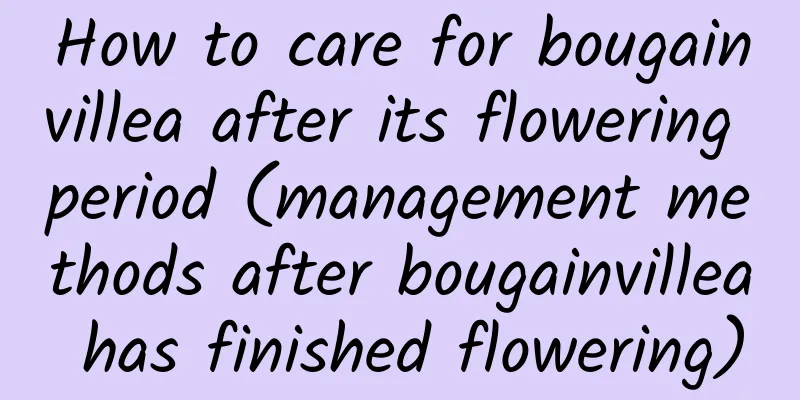 How to care for bougainvillea after its flowering period (management methods after bougainvillea has finished flowering)
