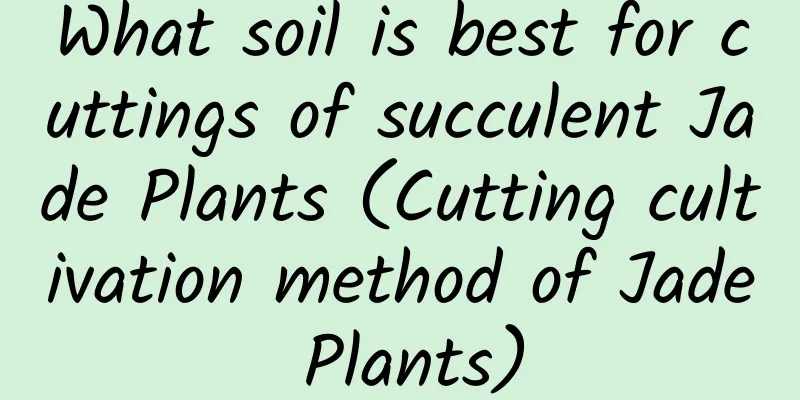 What soil is best for cuttings of succulent Jade Plants (Cutting cultivation method of Jade Plants)