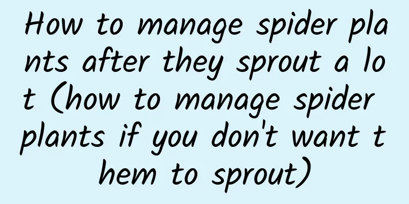 How to manage spider plants after they sprout a lot (how to manage spider plants if you don't want them to sprout)