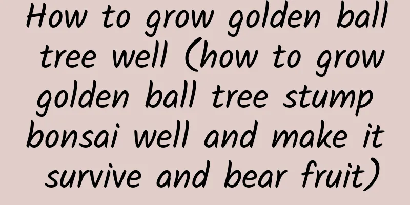 How to grow golden ball tree well (how to grow golden ball tree stump bonsai well and make it survive and bear fruit)