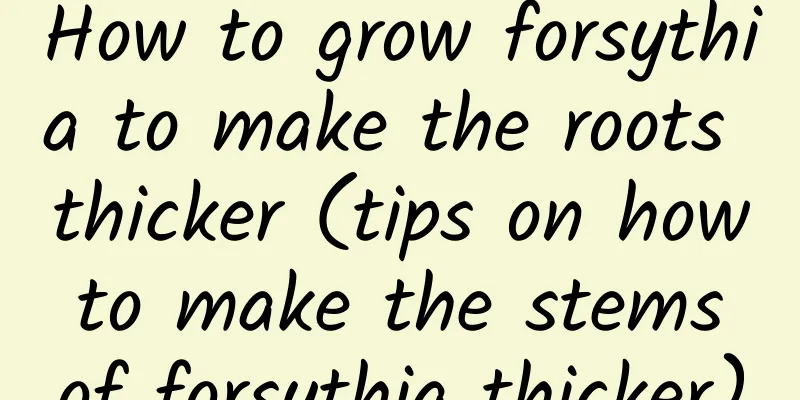 How to grow forsythia to make the roots thicker (tips on how to make the stems of forsythia thicker)