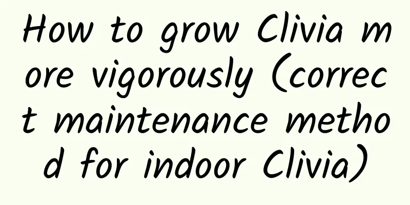 How to grow Clivia more vigorously (correct maintenance method for indoor Clivia)