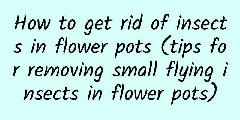 How to get rid of insects in flower pots (tips for removing small flying insects in flower pots)