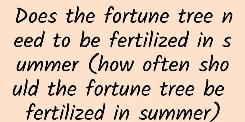 Does the fortune tree need to be fertilized in summer (how often should the fortune tree be fertilized in summer)