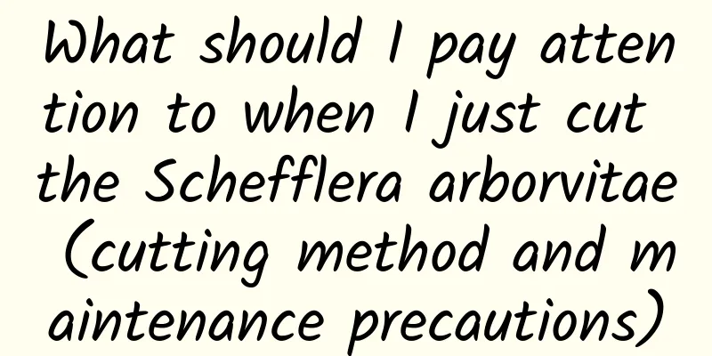 What should I pay attention to when I just cut the Schefflera arborvitae (cutting method and maintenance precautions)