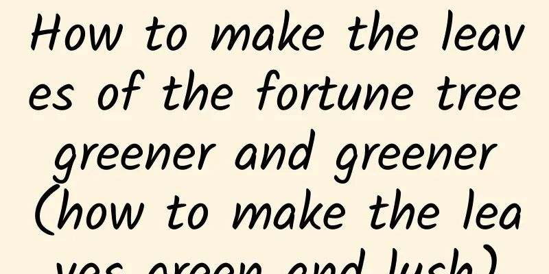 How to make the leaves of the fortune tree greener and greener (how to make the leaves green and lush)
