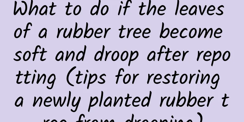 What to do if the leaves of a rubber tree become soft and droop after repotting (tips for restoring a newly planted rubber tree from drooping)