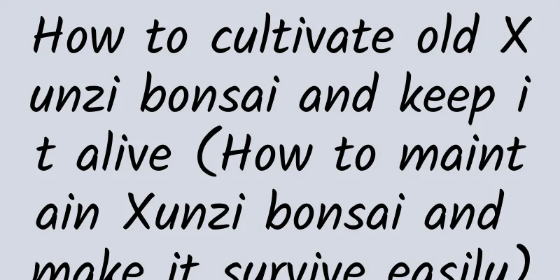 How to cultivate old Xunzi bonsai and keep it alive (How to maintain Xunzi bonsai and make it survive easily)