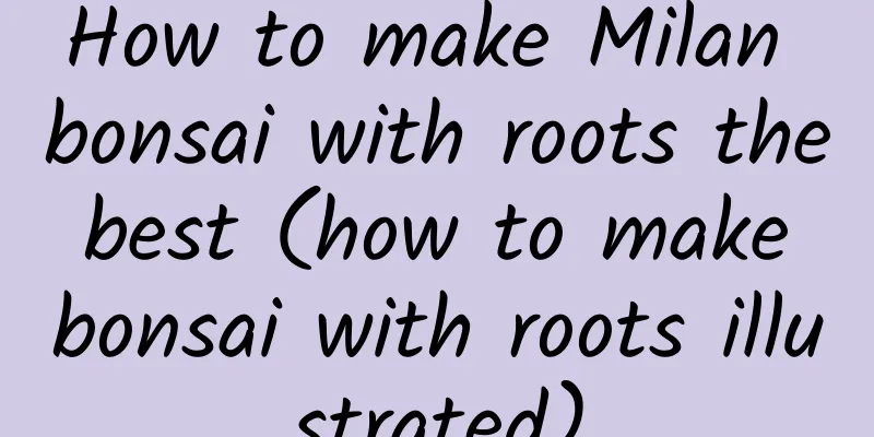 How to make Milan bonsai with roots the best (how to make bonsai with roots illustrated)