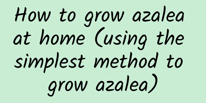 How to grow azalea at home (using the simplest method to grow azalea)