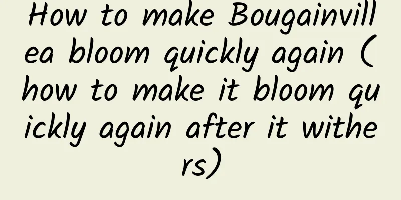 How to make Bougainvillea bloom quickly again (how to make it bloom quickly again after it withers)