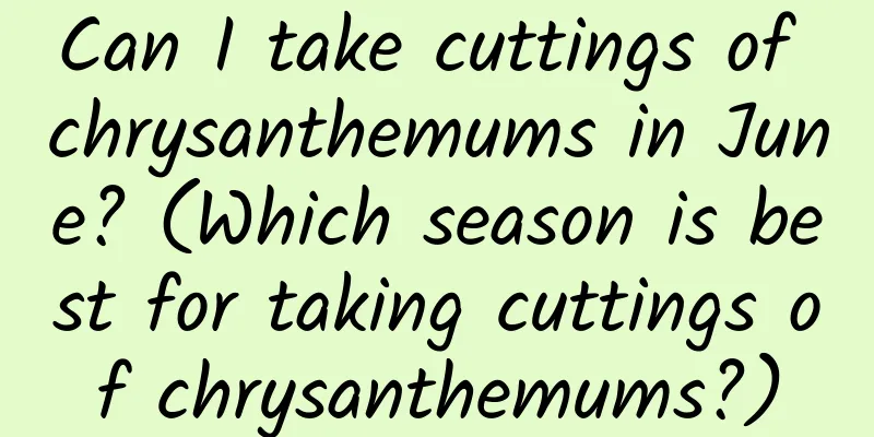 Can I take cuttings of chrysanthemums in June? (Which season is best for taking cuttings of chrysanthemums?)