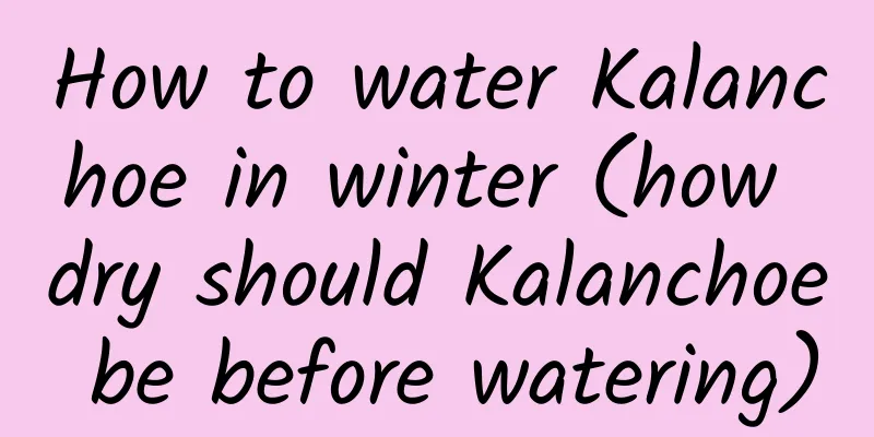 How to water Kalanchoe in winter (how dry should Kalanchoe be before watering)