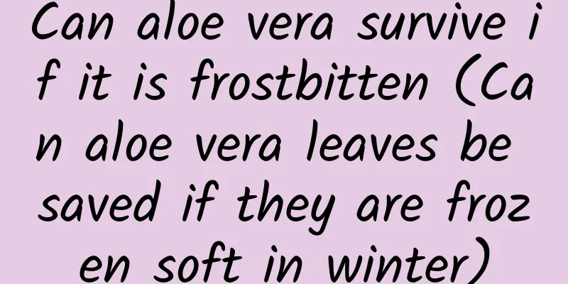 Can aloe vera survive if it is frostbitten (Can aloe vera leaves be saved if they are frozen soft in winter)